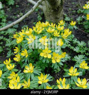 Eranthis hyemalis Stockfoto