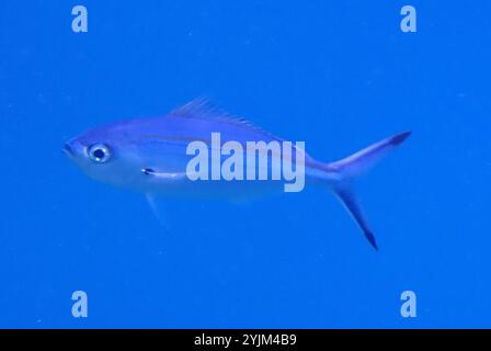 Fusilier mit variabler Auskleidung (Caesio varilineata) Stockfoto