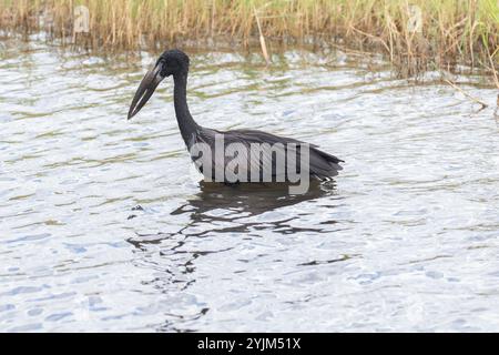 Afrikanischer Openbill Storch, der in einem Fluss watet - Anastomus lamelligerus Stockfoto