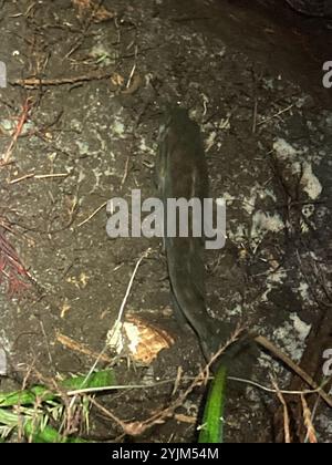 Warmouth (Lepomis gulosus) Stockfoto