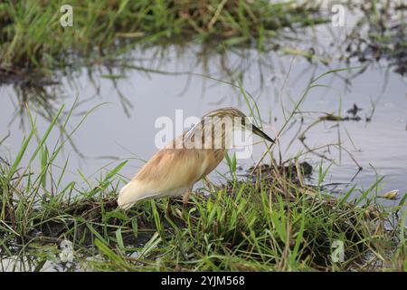 Squacco Heron - Ardeola ralloides Stockfoto