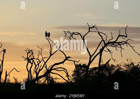 Maraboustörche, die bei Sonnenuntergang in einem Baum sitzen - Leptoptilos crumenifer Stockfoto