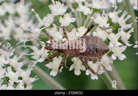 Baumjungfrau Käfer (Himacerus apterus) Stockfoto