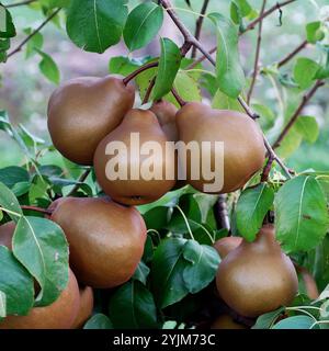 Pyrus communis Uta Stockfoto