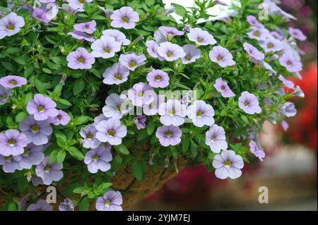 Zaubergloeckchen, Calibrachoa FEIER Silberblau, Zauberglocken Stockfoto