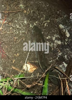 Warmouth (Lepomis gulosus) Stockfoto