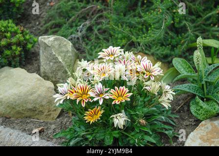 Mittagsgold, Gazania rigens GROSSER KUSS Weiße Flamme, Stockfoto