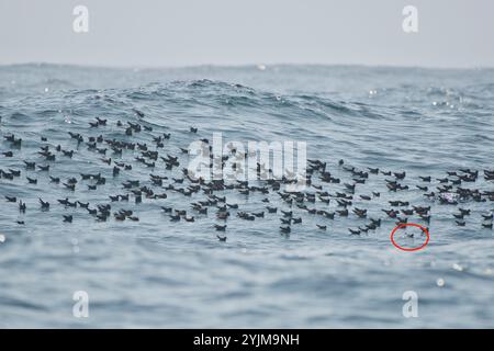 Gabelschwanzsturm-Petrel (Hydrobates furcatus) Stockfoto