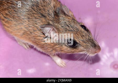 Bushveld-Gerbil (Gerbilliscus leucogaster) Stockfoto
