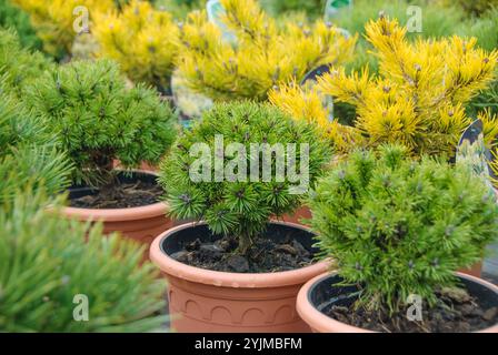 Krummholz-Kiefer, Pinus mugo Prof. Scholz, Krummholz Kiefer Stockfoto