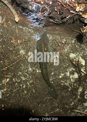 Warmouth (Lepomis gulosus) Stockfoto