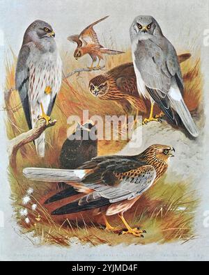 Montagu's Harrier (Circus pygargus), Marsh Harrier (Circus aeruginosus) und Hen Harrier (Circus cyaneus), Vintage Aquarellillustration aus dem Jahr 1915. Original des schottischen Künstlers Archibald Thorburn. Stockfoto