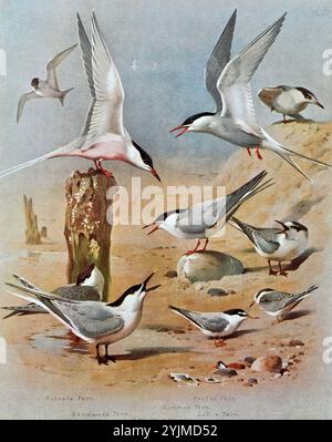 Rosenteere (Sterna dougallii), Sandwichteere (Thalasseus sandvicensis), arktische Teere (Sterna paradisaea), gemeine Teere (Sterna hirundo) und kleine Teere (Sternula albifrons), Vintage Aquarellillustration von 1915. Original des schottischen Künstlers Archibald Thorburn. Stockfoto