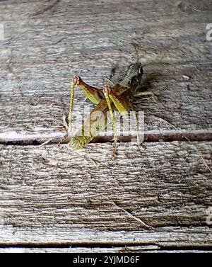 Lokomotive Grasshopper (Chorthippus apricarius) Stockfoto