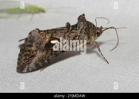 Graue Looper Motte (Rachiplusia ou) Stockfoto