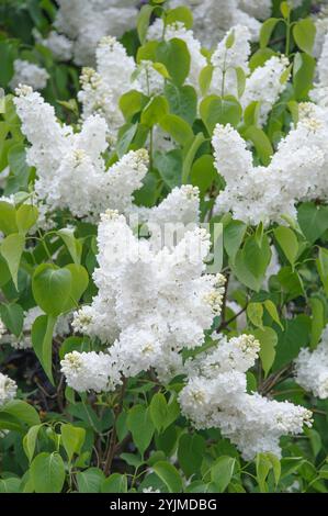 Edel-Flieder, Syringa vulgaris Frau Florent Stepman, Flieder Stockfoto