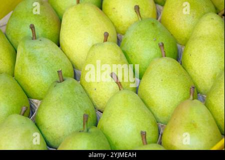 Birne Pyrus communis ALEXANDER LUCAS, Pear Pyrus communis ALEXANDER LUCAS Stockfoto