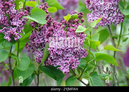 Edel-Flieder, Syringa vulgaris Sensation, edler Flieder Stockfoto