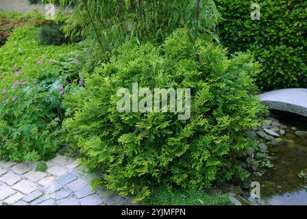 Zwerg-Hibalebensbaum, Thujopsis dolabrata Nana, Zwerg Hibalebensbaum Stockfoto