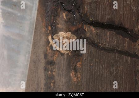 Pilzmotten (Metalectra discalis) Stockfoto