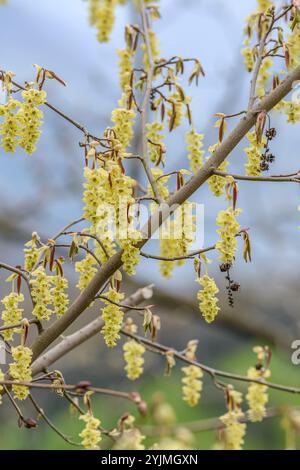 Scheinhasel, Corylopsis sinensis Spring Purple, Black Hasel Stockfoto