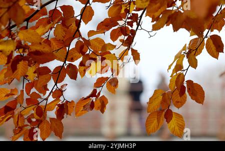 Schwerin, Deutschland. November 2024. Ein Wanderer ist unterwegs im Schlosspark im düsteren Grau des Novembers, die Blätter an den Bäumen haben ihre Farbe verändert. Quelle: Bernd Wüstneck/dpa/Alamy Live News Stockfoto