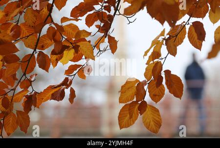 Schwerin, Deutschland. November 2024. Ein Wanderer ist unterwegs im Schlosspark im düsteren Grau des Novembers, die Blätter an den Bäumen haben ihre Farbe verändert. Quelle: Bernd Wüstneck/dpa/Alamy Live News Stockfoto