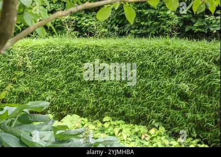 Muriels Schirmbambus, Fargesia murieliae Super Jumbo, Muriels Regenschirm Bambus Stockfoto