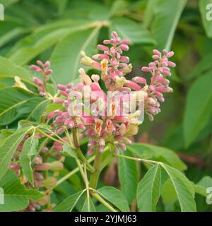 Echter Pavie, Aesculus pavia Rosea Nana, Real Pavie Stockfoto