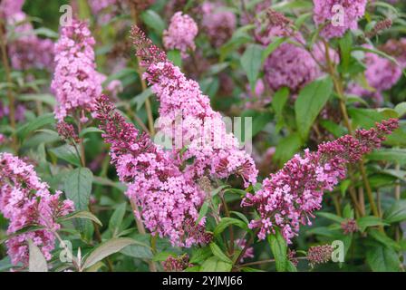 Sommerflieder, Buddleja davidii REVE DE PAPILLON, Buddleia Stockfoto