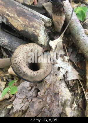 Östliche schwarze Trompete (Craterellus fallax) Stockfoto