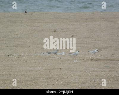 Schneekrone (Sterna trudeaui) Stockfoto