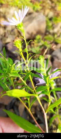 Michaelmas-Gänseblümchen (Symphyotrichum x salignum) Stockfoto