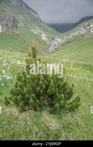 Haken-Kiefer, Pinus mugo subsp. Uncinata, Hakenkiefer Stockfoto