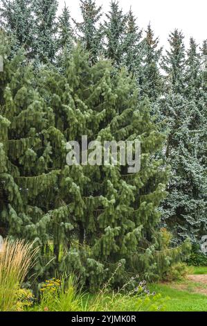 Siskiyou-Fichte, Picea Breweriana, Siskiyou-Fichte Stockfoto
