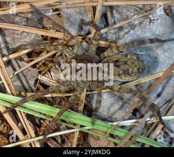 Georgia Wolf Spider (Tigrosa georgicola) Stockfoto