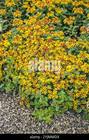 Sedum Selskianum - Kamtschatka / Amur Fetthenne - G Produktbild-Vorschau 5