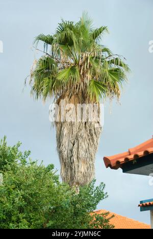 Mexikanische Washingtonpalme, Washingtonia Robusta, mexikanische Washingtonpalme Stockfoto