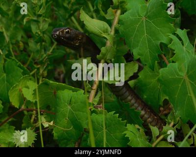 Östliche Peitsche (Masticophis flagellum flagellum) Stockfoto