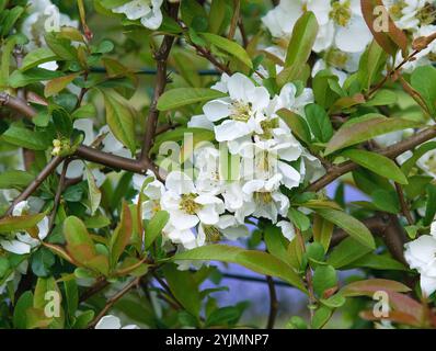 Zierquitte, Chaenomeles speciosa Nivalis, Zierquitte Stockfoto