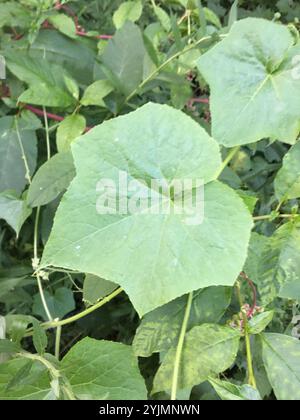 Einsamengurke (Sicyos angulatus) Stockfoto