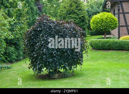 Trauer-Blutbuche, Fagus sylvatica purpurea pendula, trauernde Kupferbuche Stockfoto