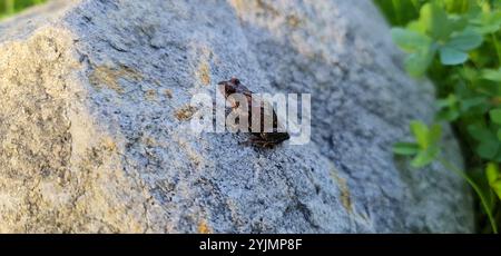 Gemeiner Ostfrosch (Crinia signifera) Stockfoto