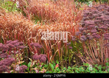 Japanische Blutgtras, Imperata zylindrica Red Baron, Japanische Blutgans Stockfoto