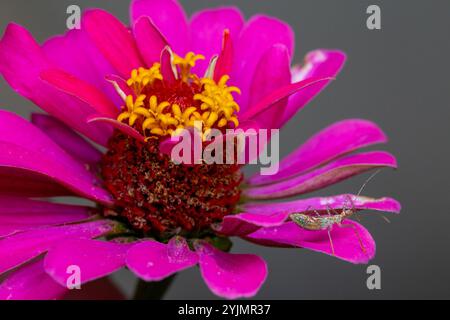 Leafhopper Assassin Bug (Zelus renardii) Stockfoto