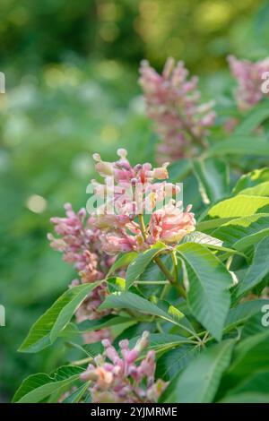 Rosskastanie, Aesculus x mutabilis Induta, Pferdekastanie Stockfoto