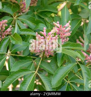 Rosskastanie, Aesculus x mutabilis Induta, Pferdekastanie Stockfoto