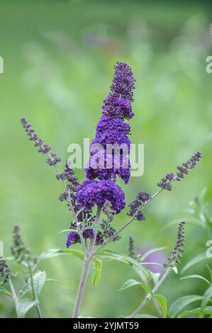 Sommerflieder, Buddleja davidii Schwarzer Ritter, Buddleia Stockfoto