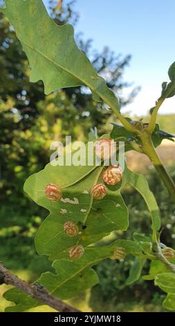 Gestreifte Pea Gall Wasp (Cynips longiventris) Stockfoto