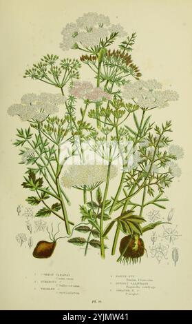 Die Abbildung zeigt eine detaillierte botanische Darstellung der wilden Karottenpflanze, die allgemein als Queen Anne's Lace bekannt ist. Die Pflanze zeigt zarte weiße Blütenbündel, die in Regenschirmform auf schlanken grünen Stielen angeordnet sind, begleitet von fein geteilten grünen Blättern, die ein spitzenartiges Aussehen verleihen. Um die Hauptdarstellung herum zeigen kleinere Abbildungen verschiedene Teile der Pflanze, wie die Wurzel- und die einzelnen Blütenstrukturen, sowie Hinweise zur wissenschaftlichen Nomenklatur der Pflanze. Das Gesamtlayout unterstreicht die komplizierte Schönheit dieser Pflanze und fängt sie ein Stockfoto